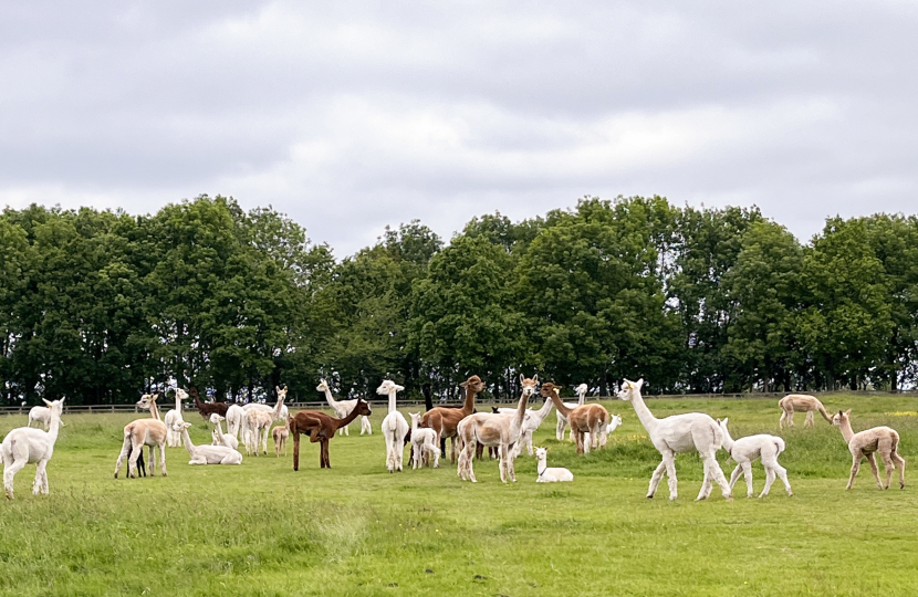 Greg visits Alpaca Evolution