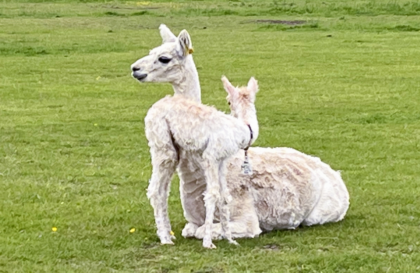 Greg visits Alpaca Evolution